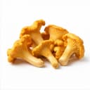 chanterelle mushroom f556edd0 346d 47ed 8b2d 402e4785a434