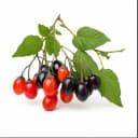 nightshade b413a3c8 4abe 4a81 85a4 189569960f50